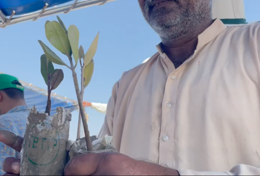 A man in a pink shirt holds two green mangrove saplings. One is the species Rhizophora and the other is Evercinia.