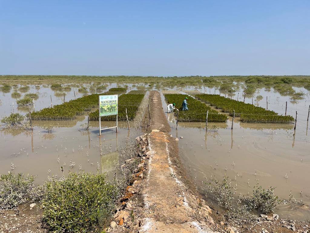 A brown dirt track leads to a dark green mangrove plantation. Arranged in neat rectangular patches, two people tend to the saplings.
